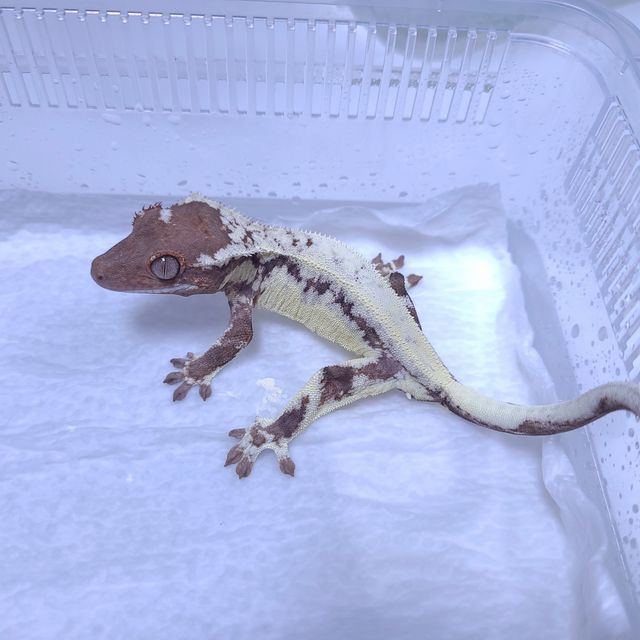 프라푸치노 판다