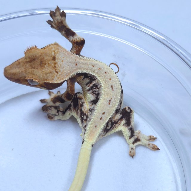 릴리화이트 엑조틱