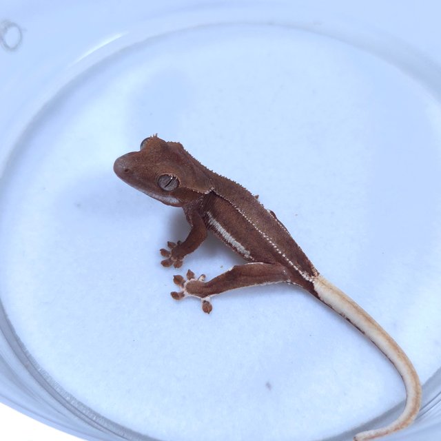 레드 릴리화이트 팬텀