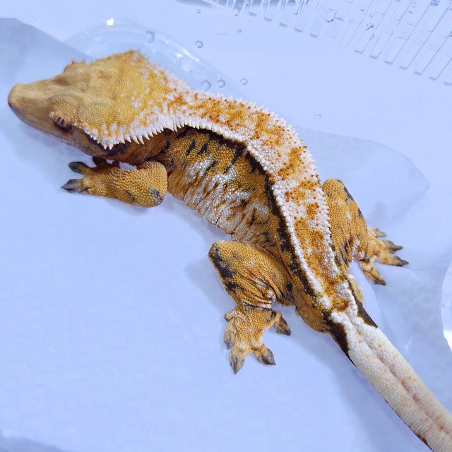 바브 노멀