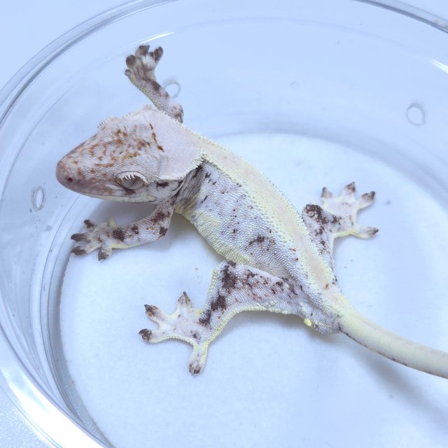 릴리화이트 화이트스팟 솔리드백 레이지