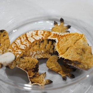 옐로우 텐저린 트라이