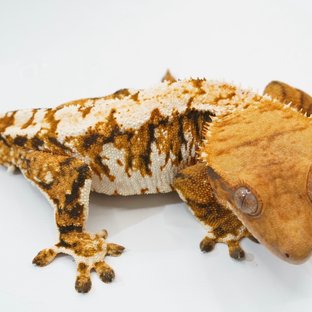 텐저린 트라이 화이트포트홀