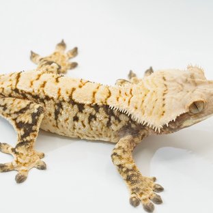 트라이 화이트 크림 화이트스팟