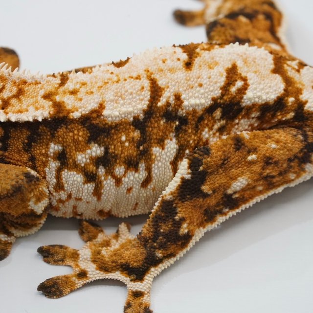 텐저린 트라이 화이트포트홀