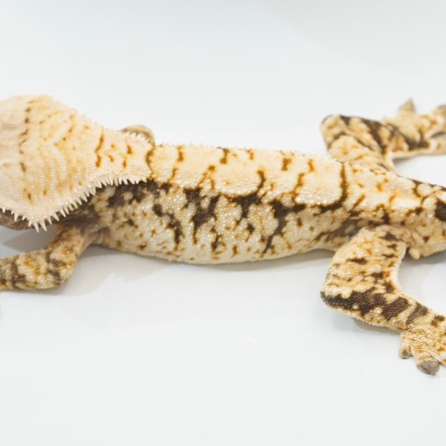 트라이 화이트 크림 화이트스팟