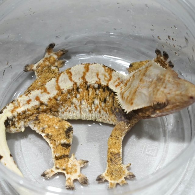 옐로우 텐저린 트라이 화이트스팟