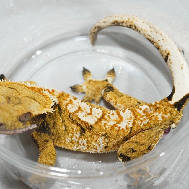 옐로우 텐저린 트라이