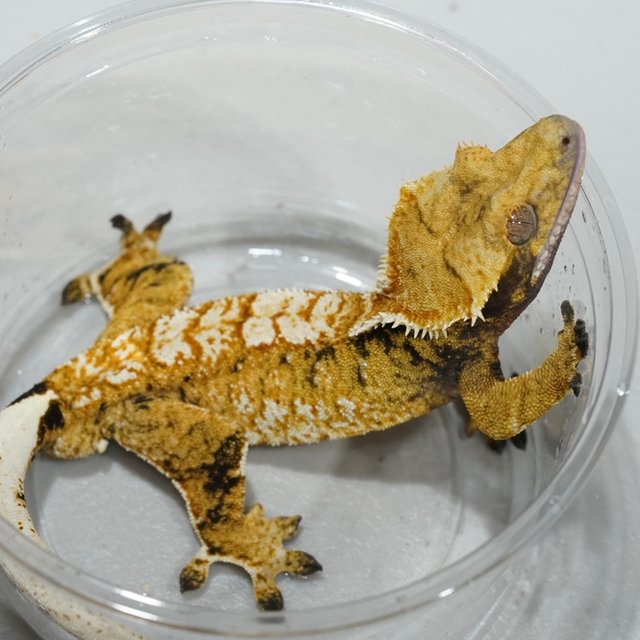 옐로우 텐저린 트라이