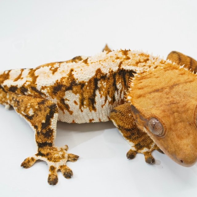 텐저린 트라이 화이트포트홀