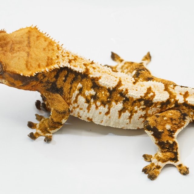 텐저린 트라이 화이트포트홀