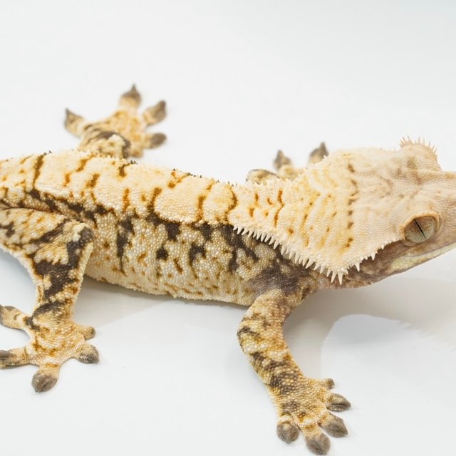 트라이 화이트 크림 화이트스팟