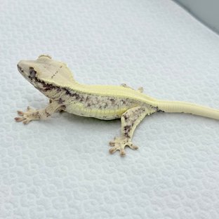 판다 릴리화이트 솔리드백