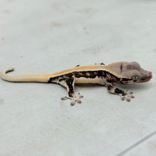 릴리화이트 솔리드백