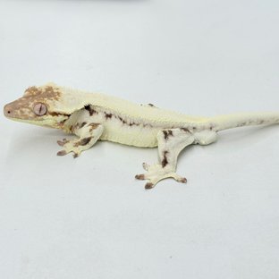 화초