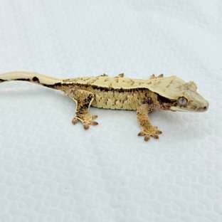 레드 트라이 드리피 화이트스팟