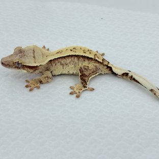 레드 트라이 드리피 화이트스팟