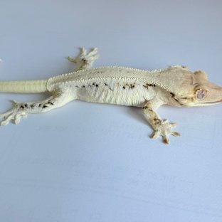 더버2