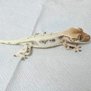 화딸