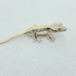 솔리드백 릴리화이트