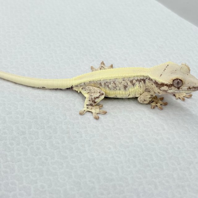 판다 릴리화이트 솔리드백