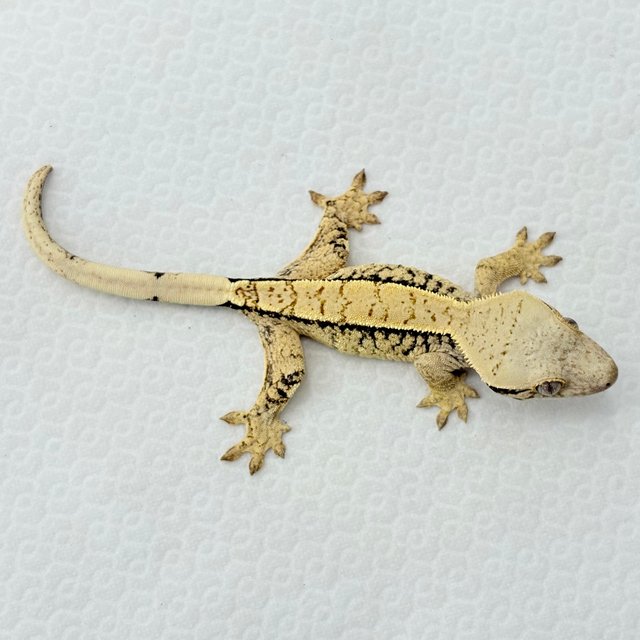 트라이 드리피 화이트스팟