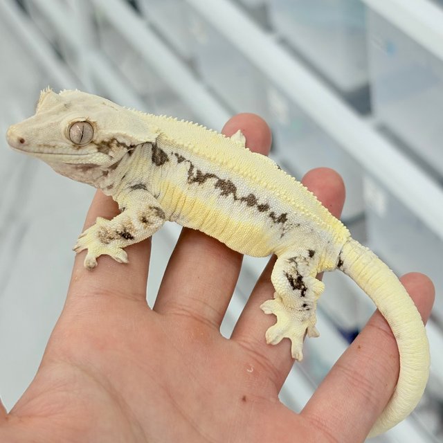 솔리드백 릴리화이트