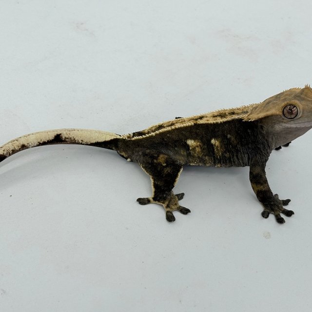 노멀 다크 플레임 엠티백