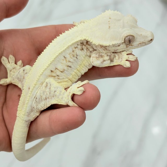 릴리화이트 솔리드백 판다