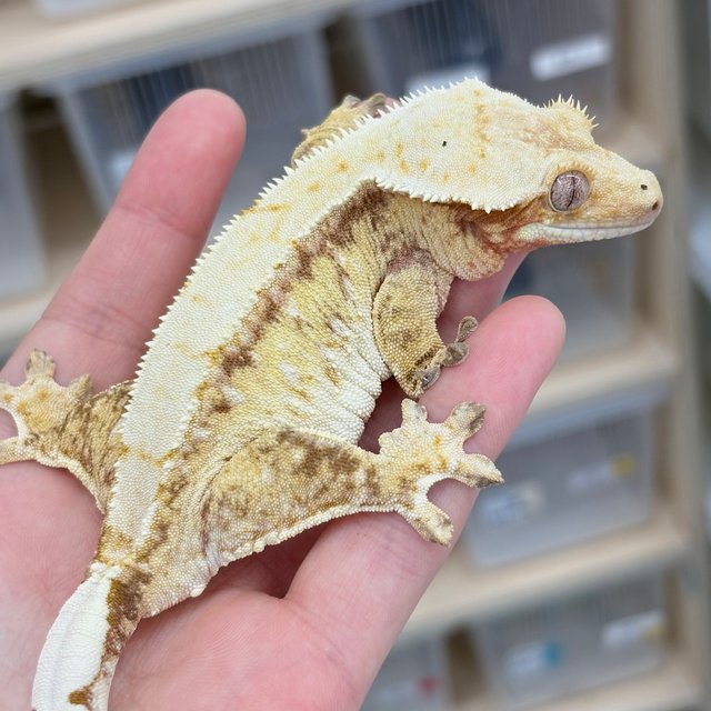 레드 드리피 화이트스팟 솔리드백