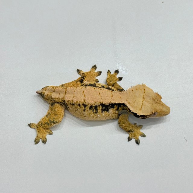 드리피 트라이 화이트스팟