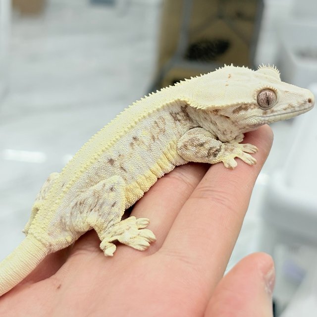 릴리화이트 솔리드백 판다