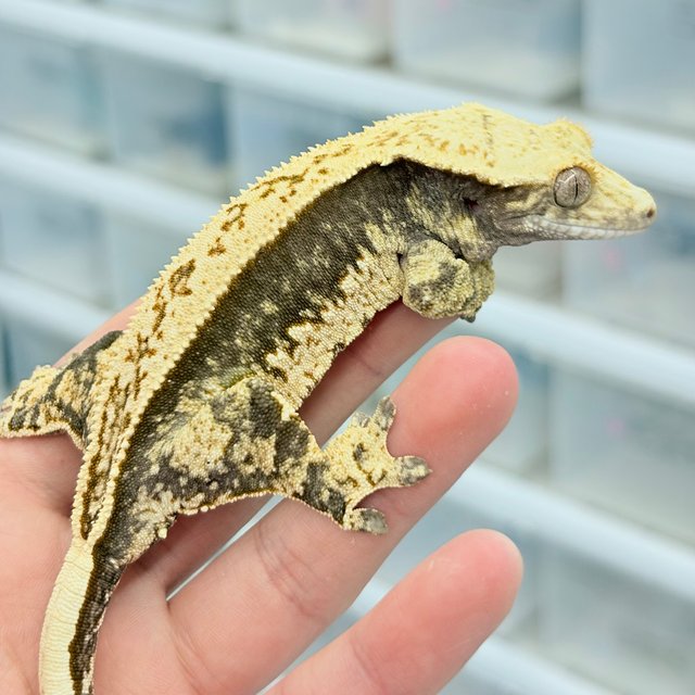 노멀 쿼드 풀핀