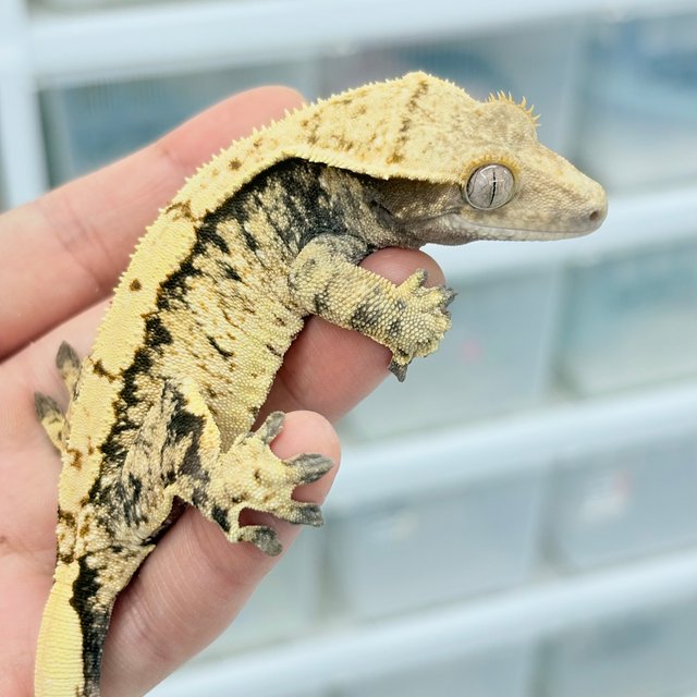 드리피 화이트스팟 트라이