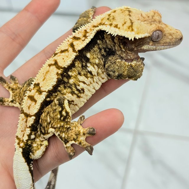 트라이 텐저린 익스트림할리퀸