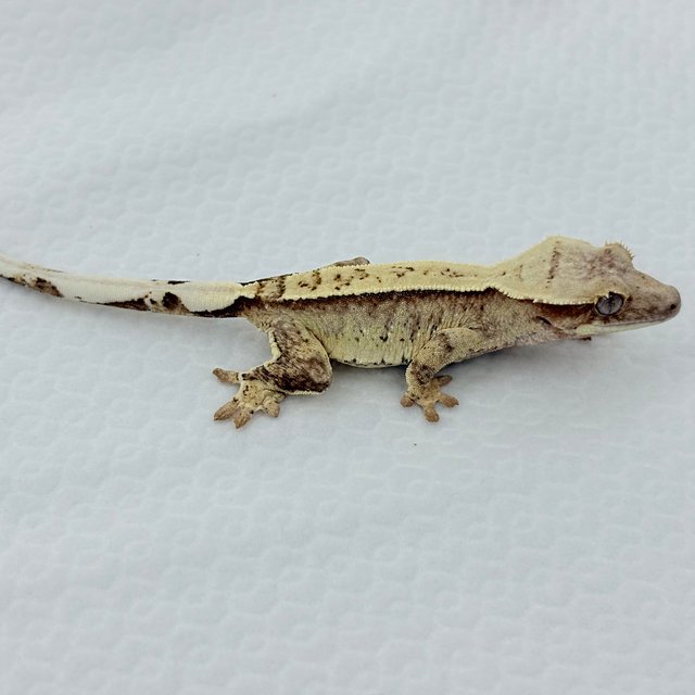 레드 트라이 드리피 화이트스팟