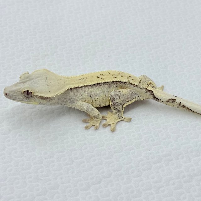 트라이 드리피 화이트스팟