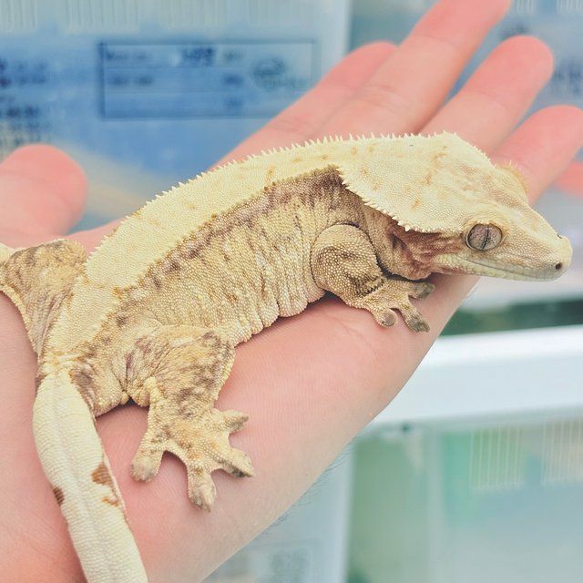 레드 드리피 화이트스팟 솔리드백