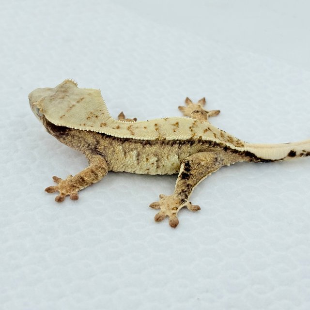 레드 트라이 드리피 화이트스팟