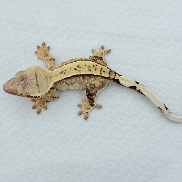 레드 트라이 드리피 화이트스팟