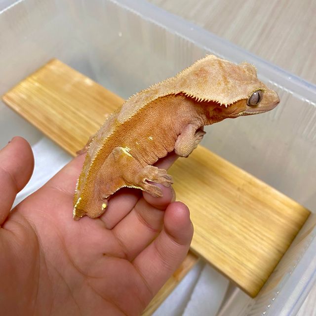 화이트포트홀 바이 레드