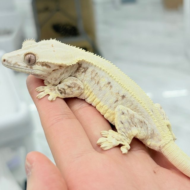 릴리화이트 솔리드백 판다