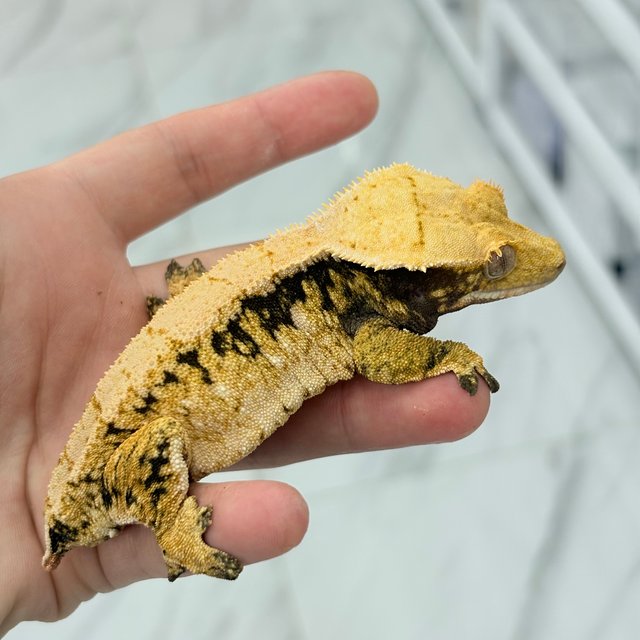 드리피 트라이 화이트스팟