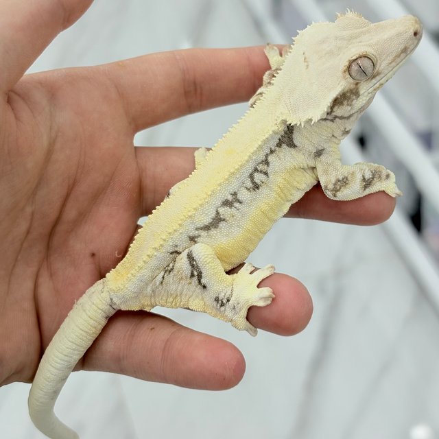 솔리드백 릴리화이트