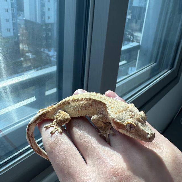 레드 드리피