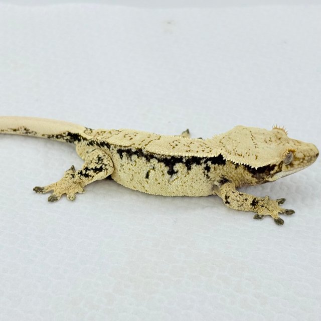 노멀 드리피 화이트스팟