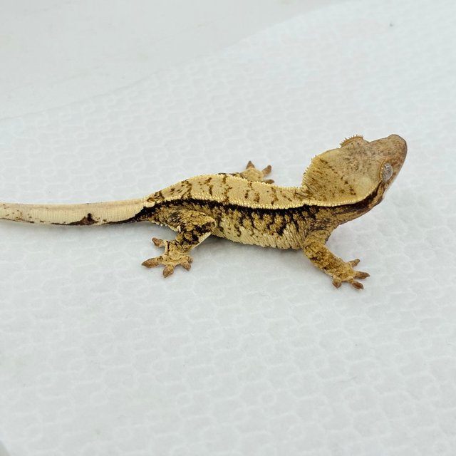 트라이 드리피 화이트스팟