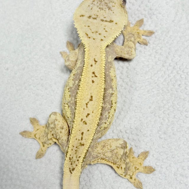 노멀 쿼드 풀핀 드리피 화이트스팟