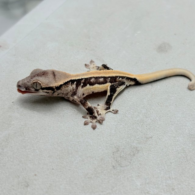 릴리화이트 솔리드백