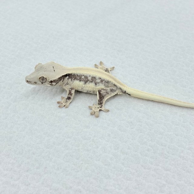 솔리드백 릴리화이트